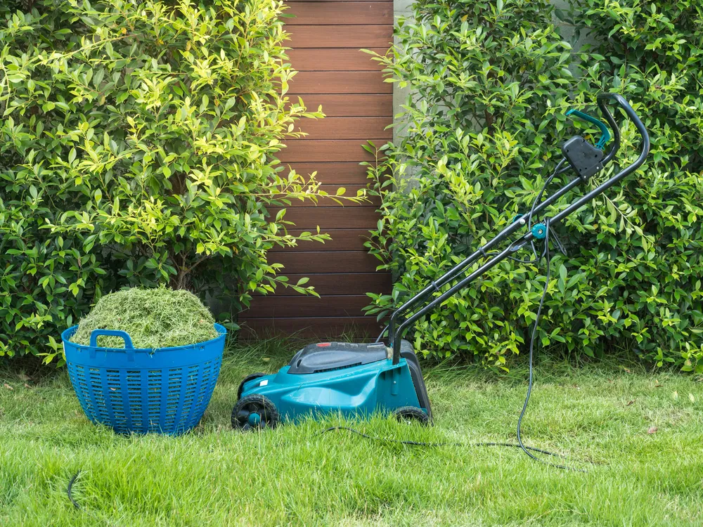 Freshly cut grass strips and Electric lawn mower